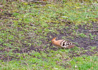 African hoopoe searching for worms in green grass