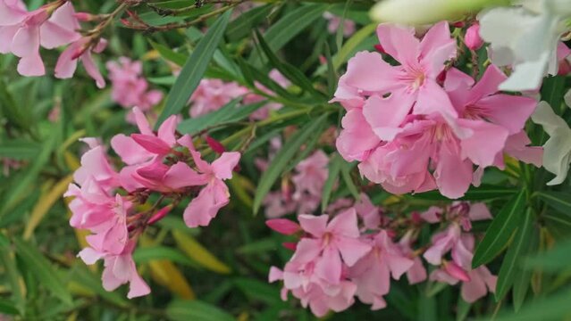 Beautiful garden with small blooming pink flowers on a summer day. Close-up Slow-motion video of gorgeous spring flowering flowers in a park during day time. Garden blossoms with little pink flowers.