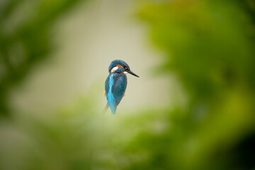 Vibrant kingfisher perched atop a lush green tree branch