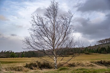 Solo birch tree standing out against a lush green backdrop of grass