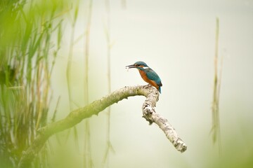 Small kingfisher bird perched on a branch surrounded by lush green grass