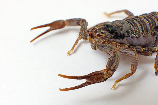  macro photo of the body of a black scorpion
