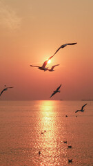 Seagulls fly in the sky at sunset.