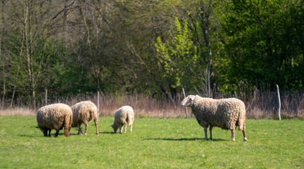 Naklejka na ściany i meble Sheep grazing in a meadow