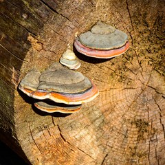 Closeup shot of red-belted conk fungus growing on a tree stump. - obrazy, fototapety, plakaty