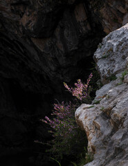 beautiful wild shrub with purple flowers in the steppe on the rocks
