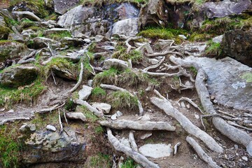 exposed tree roots in ground and rocks 
