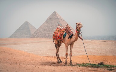 Isolated camel in the desert of Giza (Egypt), with the pyramids and the city of Cairo in the background. © Fuentes RAW