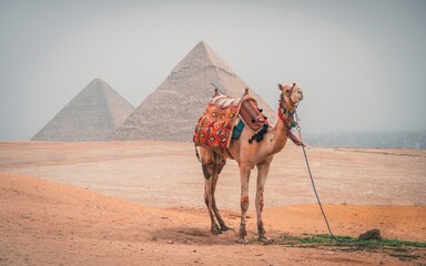 Isolated camel in the desert of Giza (Egypt), with the pyramids and the city of Cairo in the...