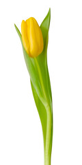 Yellow tulip, flower isolated on a white background. Copy space
