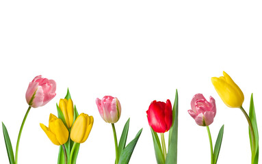 Spring flowers. Multicolored tulips isolated on a white background. Spring background. Space for copying. Collection.
