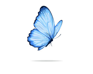 blue buterfly hand drawn design vector