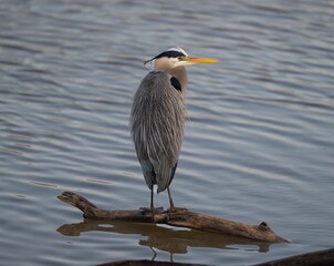 Great blue heron perched on a log in a tranquil lake surrounded by lush shrubs.