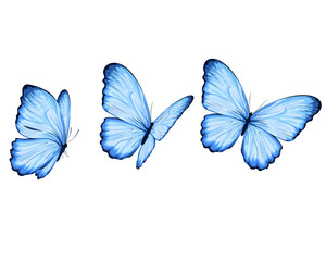 three blue butterflies