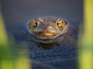 Close-up shot of a common toad's face, just below the surface of the water.
