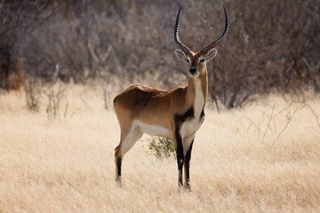 Graceful male lechwe antelope stands in a golden field of dry grass.