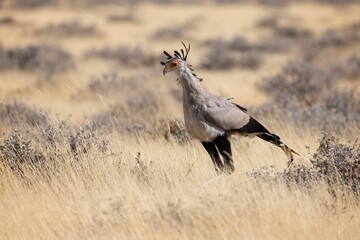 Secretary bird walking in the golden grassland. Sagittarius serpentarius.