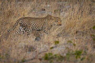Fototapeta na wymiar Majestic leopard is hunting for prey.