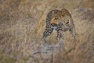 Adult leopard is seen strolling through a field of dry, golden grass.