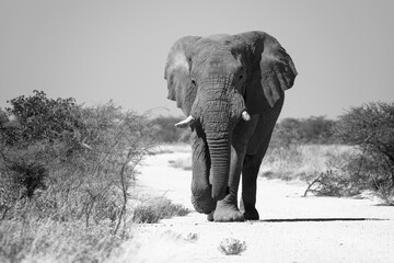 Solitary African elephant strides across a sun-drenched savanna.