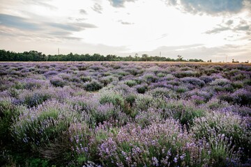 Fototapeta na wymiar Vibrant landscape featuring a cluster of lavender bushes on top of a verdant field