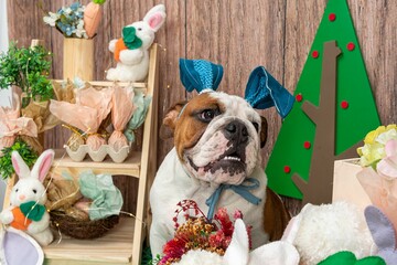 Adorable bulldog wearing bunny ears headband surrounded by Easter-themed decorations