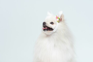 Adorable Spitz wearing bunny ears headband isolated on white background