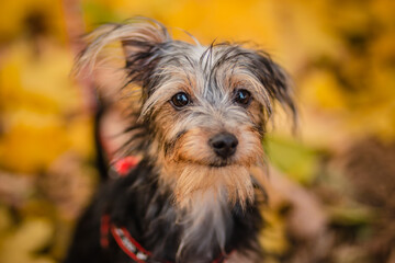 Black dog mestizo yorkshire terrier and toy terrier among autumn leaves.