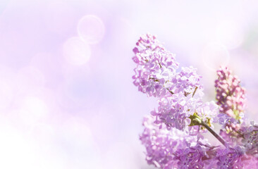 Fototapeta premium Gentle pink spring background with bloom purple lilac branch and sun glare. Soft focus. Copy space.
