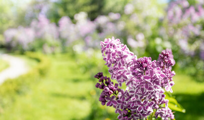 Obraz premium Blurred natural blooming garden image with pink lilac tree flowers on foreground. Selective focus.