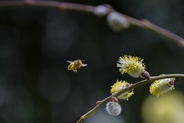 a bee in flight, covered with pollen 