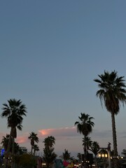 evening palm