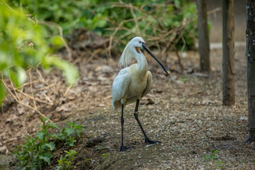 Eurasian spoonbill