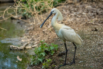 Eurasian spoonbill