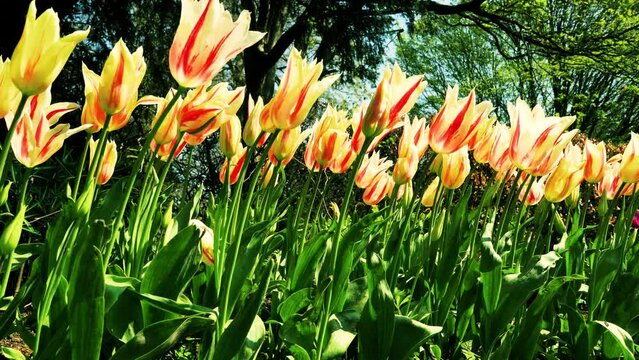 Close up 4K video of yellow and red tulips, known as fire wings, swaying in the breeze with green trees in the background. A vibrant spring and summer tulip. Warm, sunny and happy nature movie