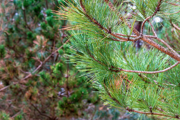 pine tree branches