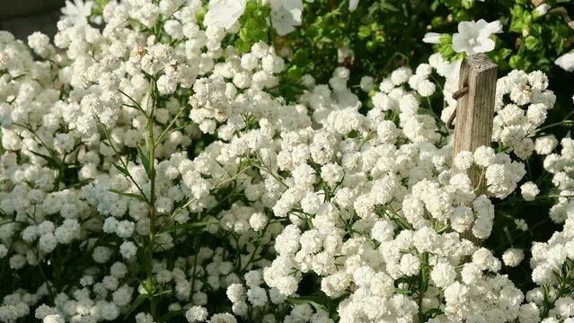 White flowers of Achillea ptarmica, The Pearl. Blooming Double Diamond Close up. Nature, springtime concept. Flower gardening. The sneezewort, sneezeweed, bastard pellitory, fair-maid-of-France.