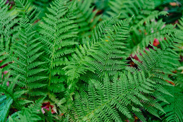 Fresh green fern leaves.  Close up of fern fronds (common polypody). Botanical lush foliage background