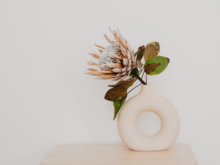 Dry flower Protea in beige round ceramic vase on white background
