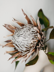 Dry flower Protea in beige round ceramic vase
