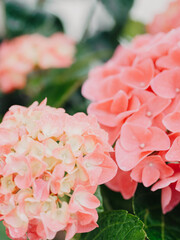 Pink Hortensia flowers after rain with water drops on bush close up