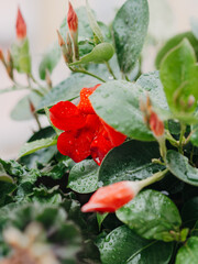 Beautiful red flowers after rain with water drops on green leaves