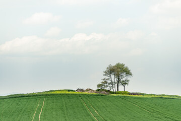 Single tree growing in agricultural field on hill against sunny blue sky. Rural landscape in springtime with green meadow