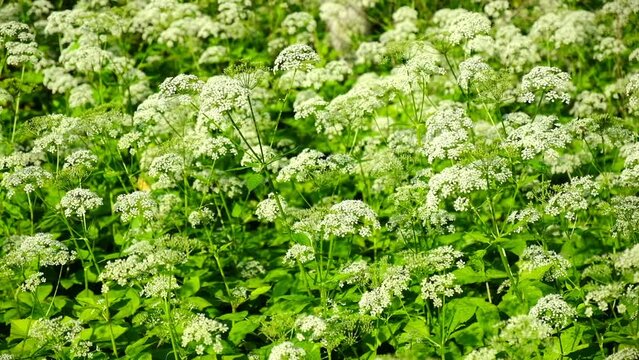 The cow parsley, Anthriscus sylvestris, is an umbelliferous plant. The wild chervil grow in meadow. Kupyr on a summer day, close-up, side view. White flowers on a green background.