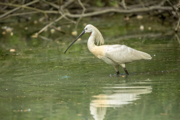 Eurasian spoonbill