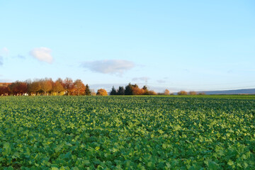 autumn field with green plants of winter rapeseed on big agriculture field , young green rapeseed...
