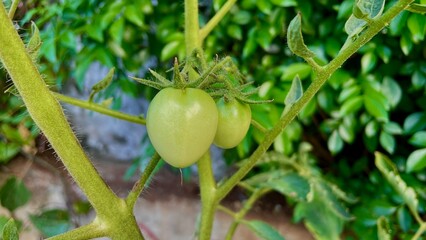 Fototapeta premium green tomatoes hanging on its tree branch in tropical garden