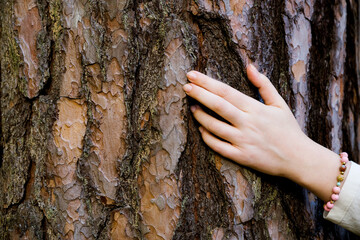 Woman hand touching old tree in forest. Hand on the bark of a tree. Concept of love for nature, sustainable development and environment protection