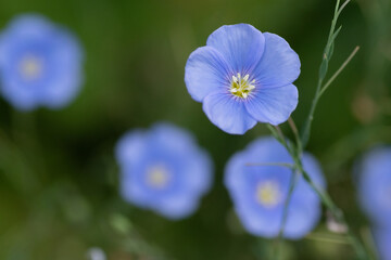 満開のアマの花
