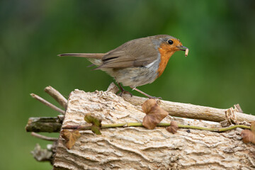 A close up of a single robin sat on a log eating a grub 